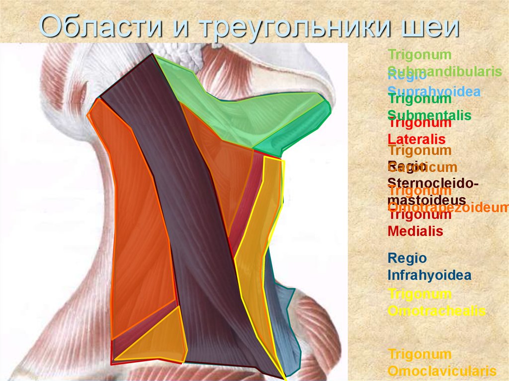 Треугольники шеи презентация