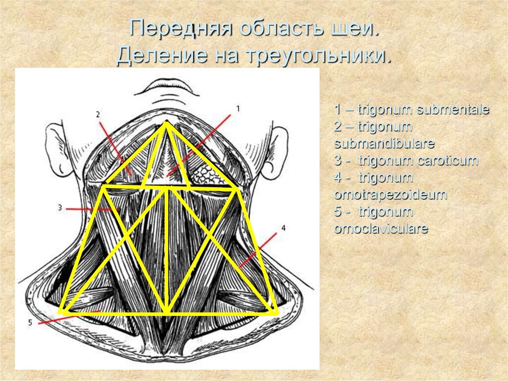 Треугольники шеи схема