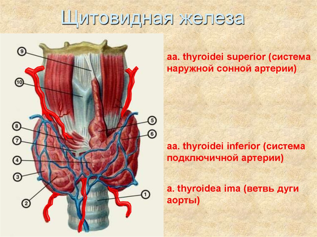 Где у человека находится щитовидная железа анатомия картинки