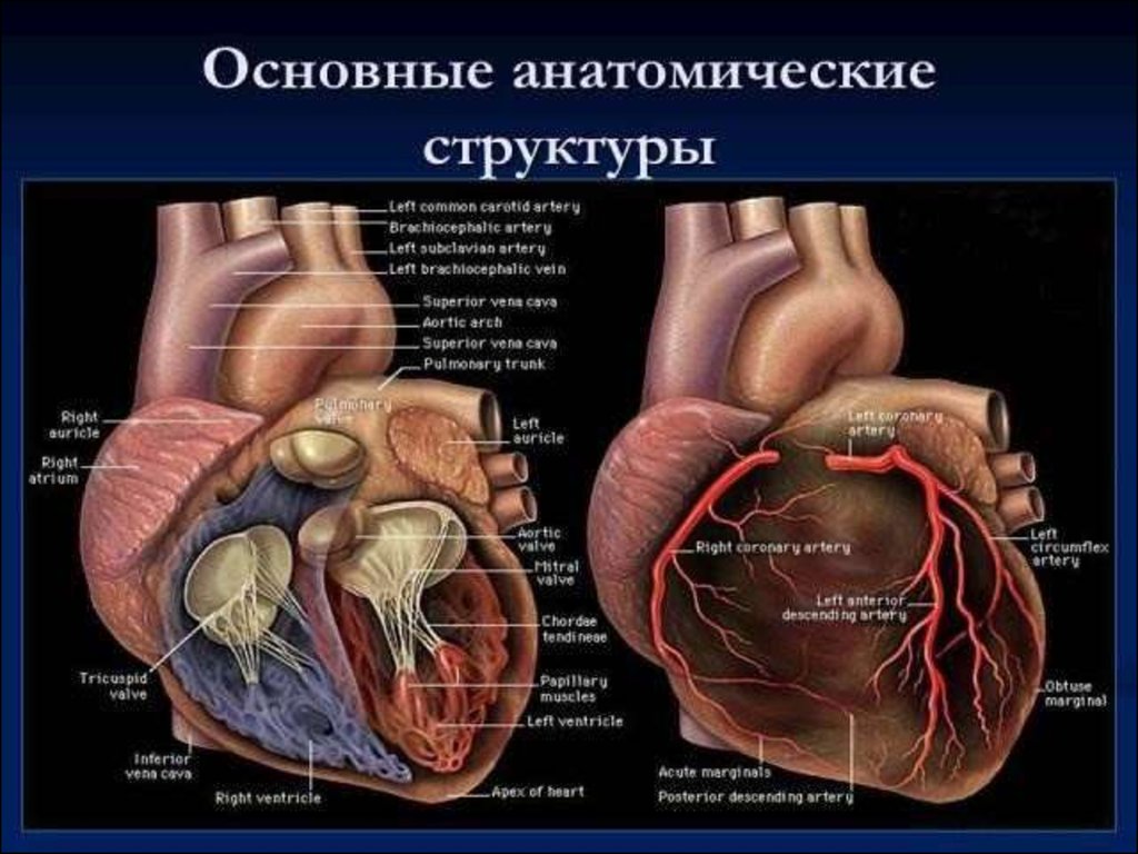 Методы лучевого исследования сердца и сосудов презентация