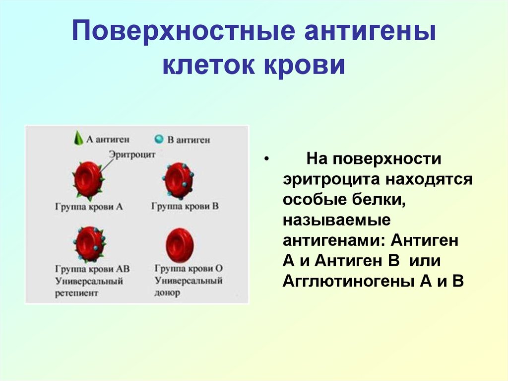 Антиген в крови донора. Антигены крови. Антиген эритроцитов первой группы крови:. Поверхностные антигены клеток крови. Антигены на поверхности эритроцитов.