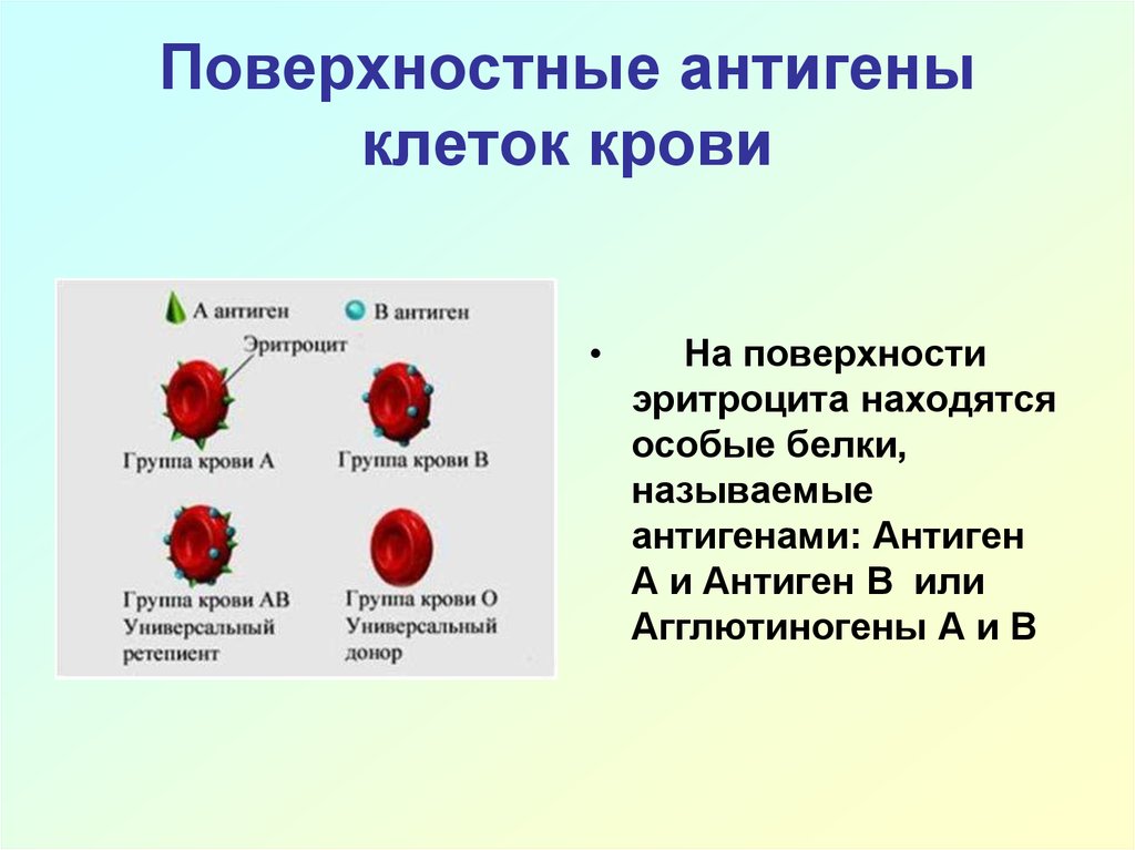 На мембране эритроцитов располагаются особые вещества