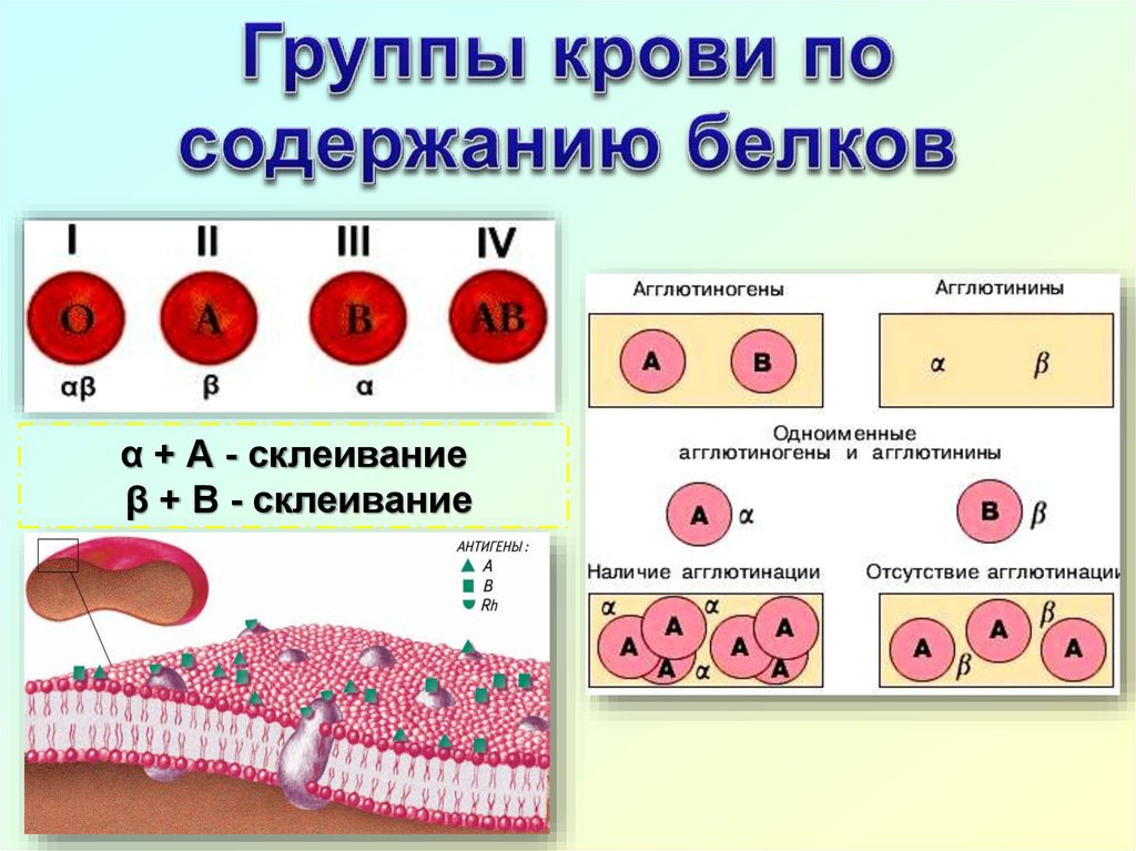 Задачи на группу крови егэ биология. Кровеносная система кровь. Кровеносная система группы крови. Группы крови агглютиногены и агглютинины. Агглютинины в плазме крови.