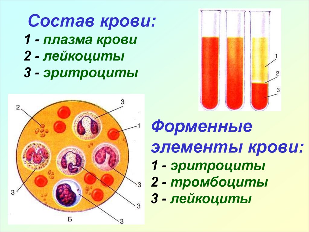 Строение крови человека схема