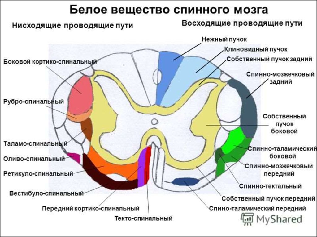 Проводящие волокна мозга. Строение белого вещества спинного мозга анатомия. Схема проводящих путей спинного мозга. Белое вещество спинного мозга анатомия. Проводящие пучки белого вещества спинного мозга.