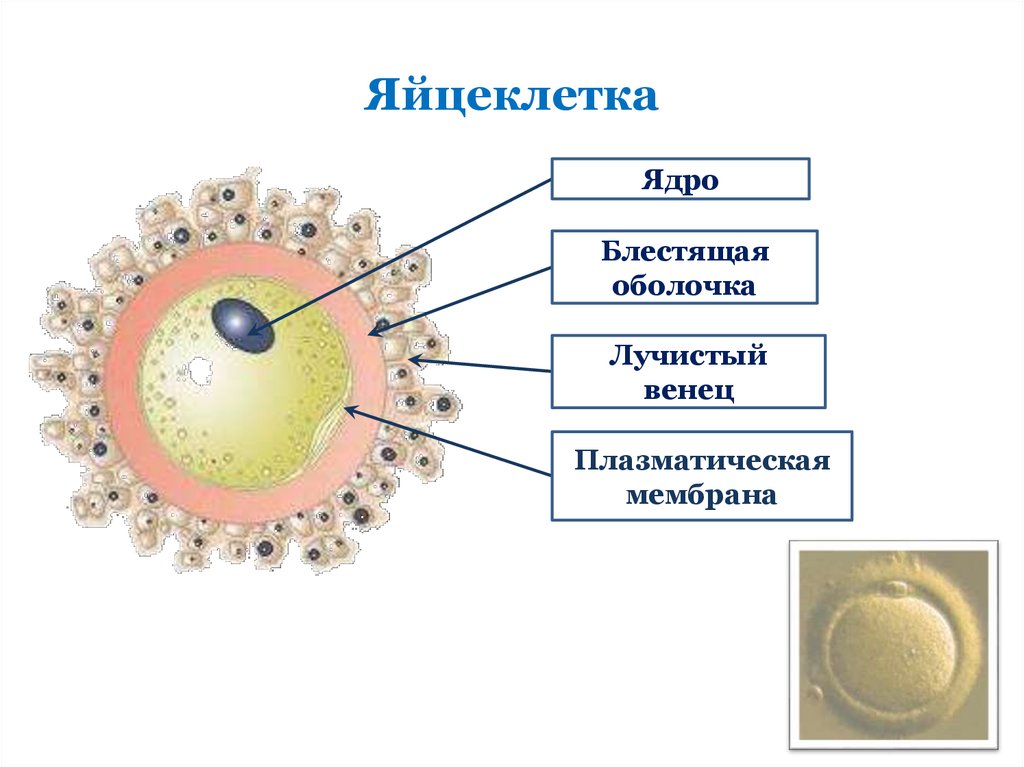 Содержимое яйцеклетки. Строение яйцеклетки человека. Схема строения яйцеклетки. Строение яйцеклетки человека анатомия. Строение яйцеклетки оболочки.