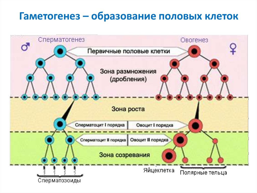 Схема образования половых клеток