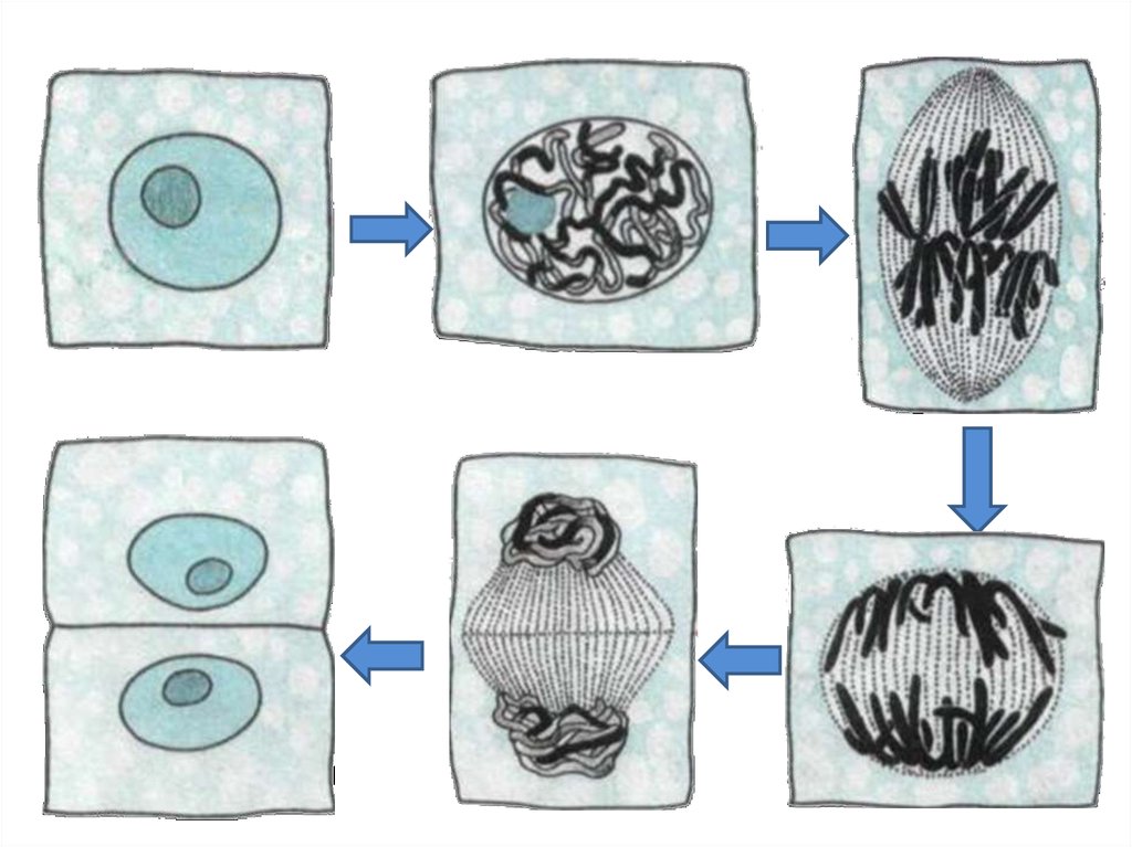 Процесс деление клетки объект