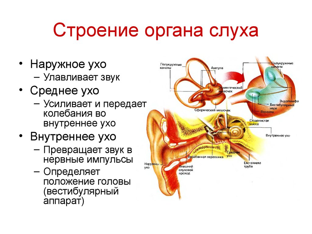 Орган слуха состоит из наружного. Строение слухового анализатора анатомия. Структуры наружного уха и их функции. Строение внутреннего уха уха орган слуха. Слуховой анализатор строение внутреннего уха.