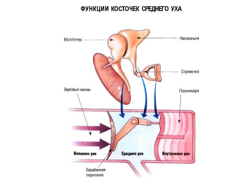 Какую функцию выполняют слуховые косточки