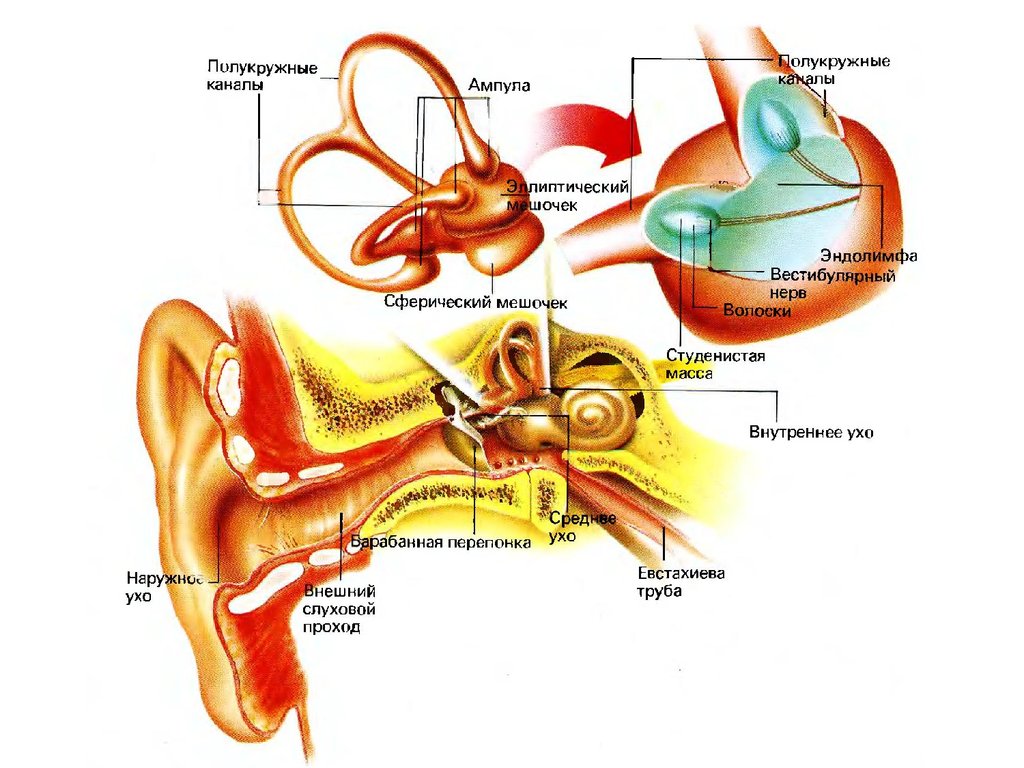 Презентация по органу равновесия - 92 фото