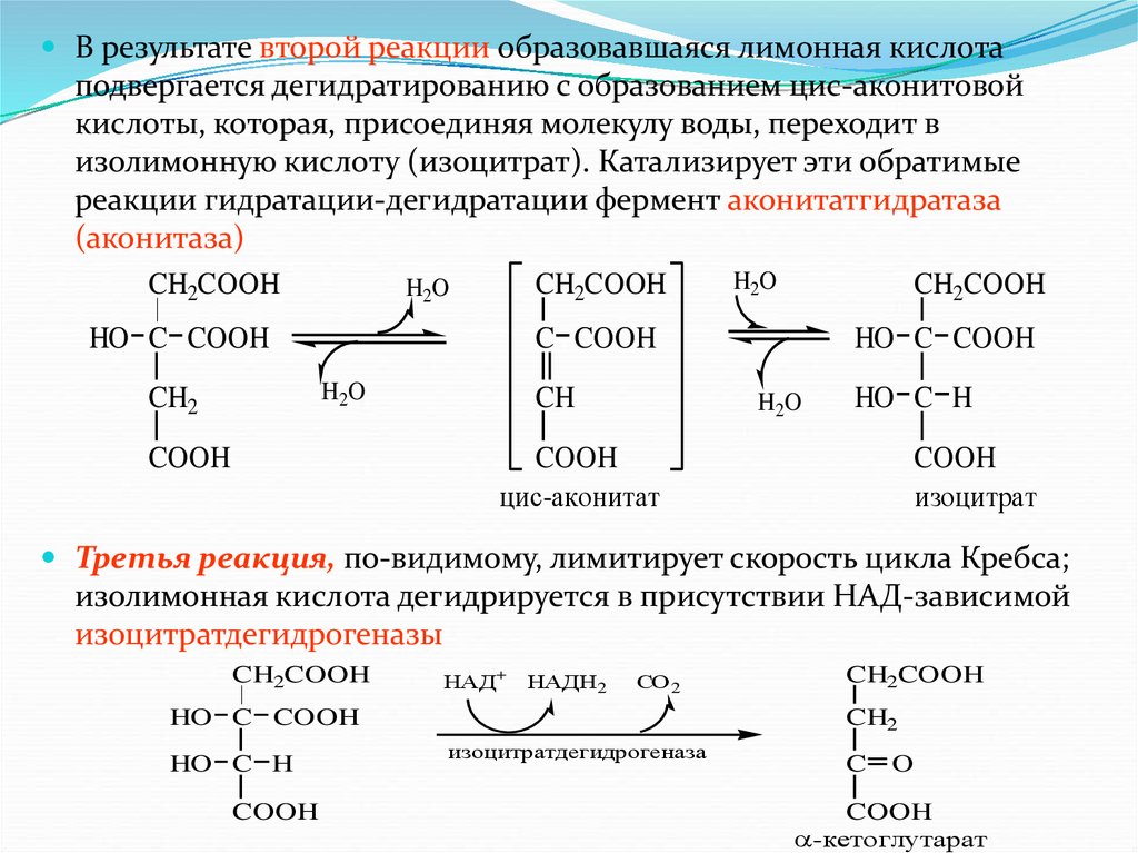 Гамма глютамин трансфераза