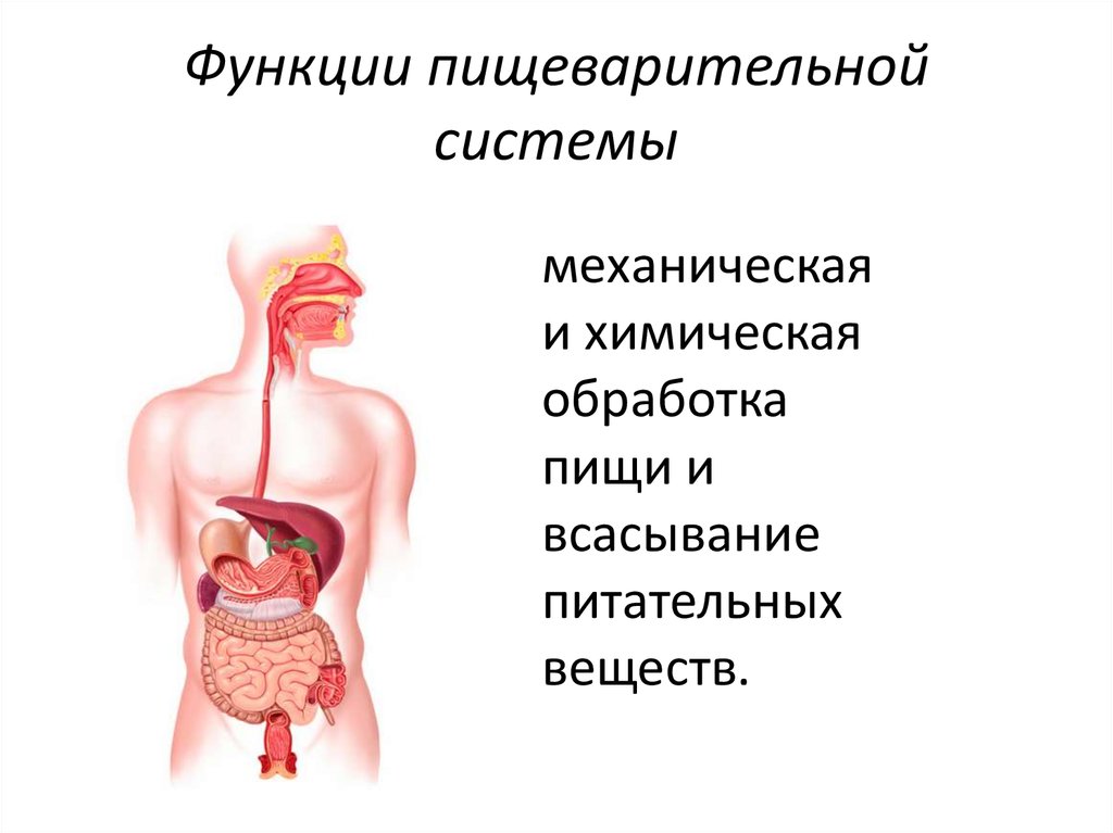 Какая роль пищеварения. Функции пищеварительной системы системы человека. Функции пищеварительной системы моторная механическая.