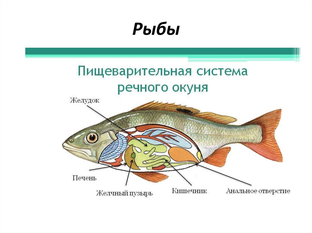 Схема строения пищеварительной системы рыб