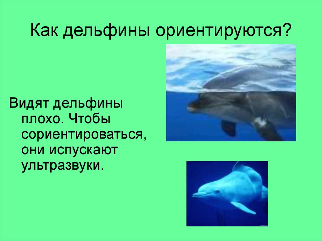 Животные ориентируются в пространстве. Доклад о дельфине. Кратко о дельфинах. Сообщение о дельфинах. Доклад про дельфина.