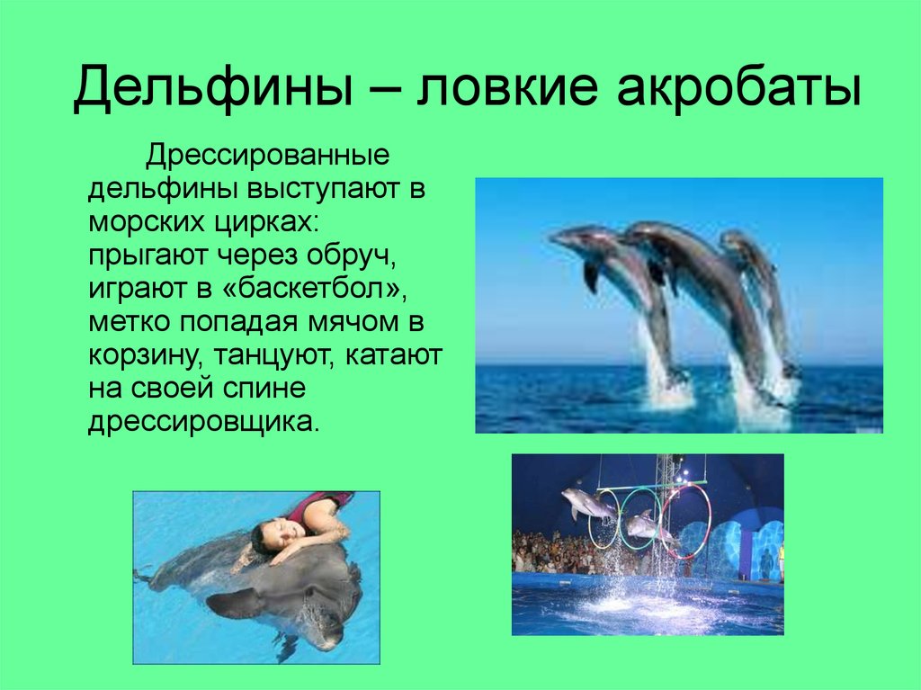 Звук в слове дельфины. Доклад про дельфинов. Доклад о дельфине. Презентация на тему дельфины. Кратко о дельфинах.