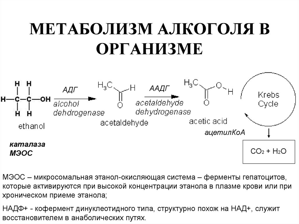 Ферменты детоксикации. Метаболизм этанола схема биохимия. Схема метаболизма этанола в печени биохимия.