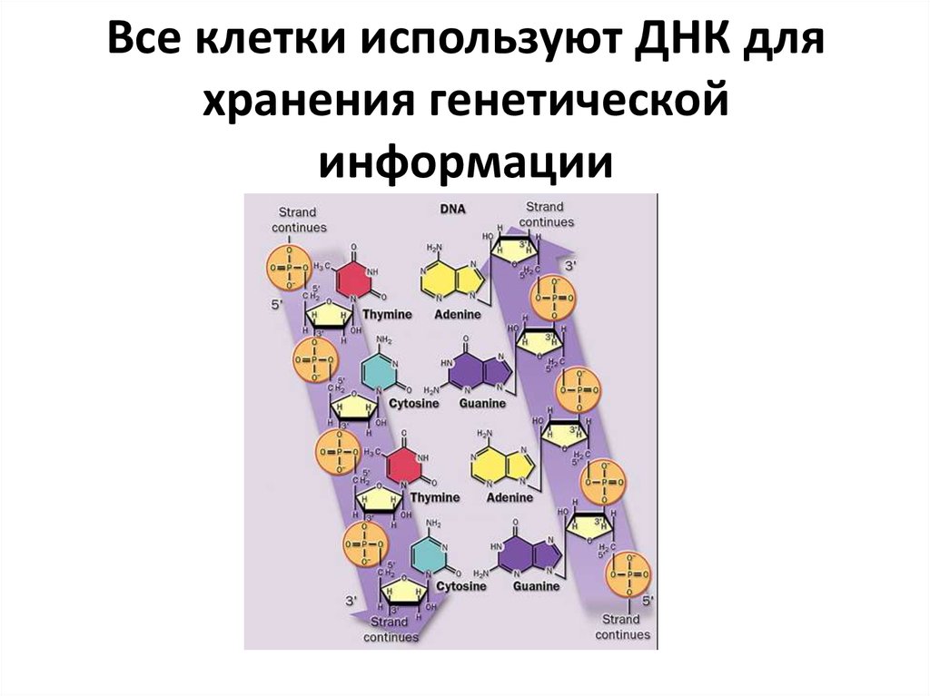 Клетки несущие наследственную информацию. Клетки несущие наследственную информацию