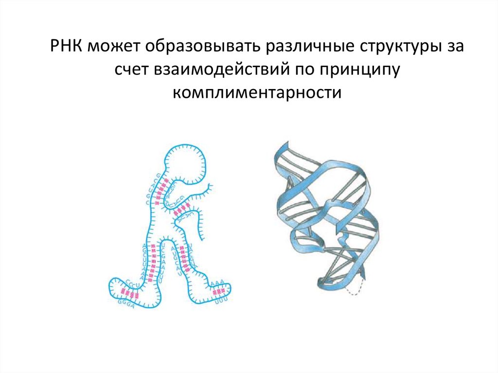 РНК может образовывать различные структуры за счет взаимодействий по принципу комплиментарности