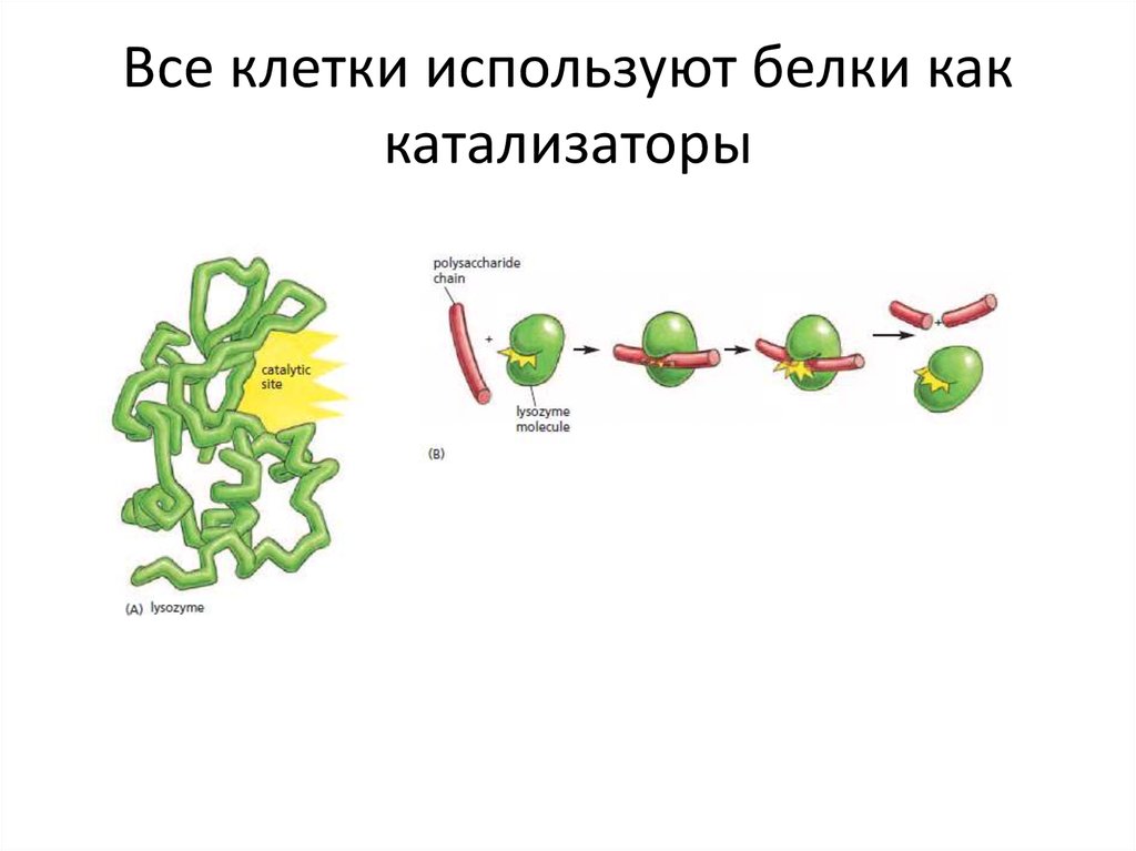 Белки используются