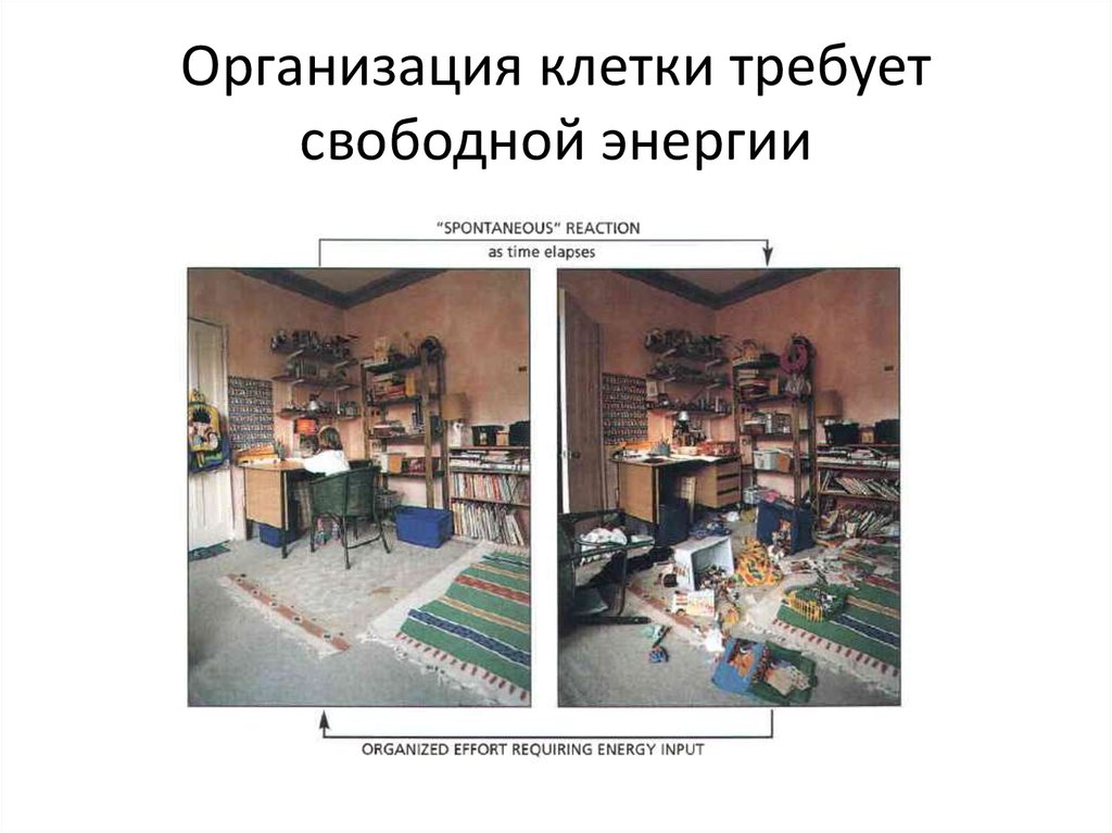Организация клетки требует свободной энергии