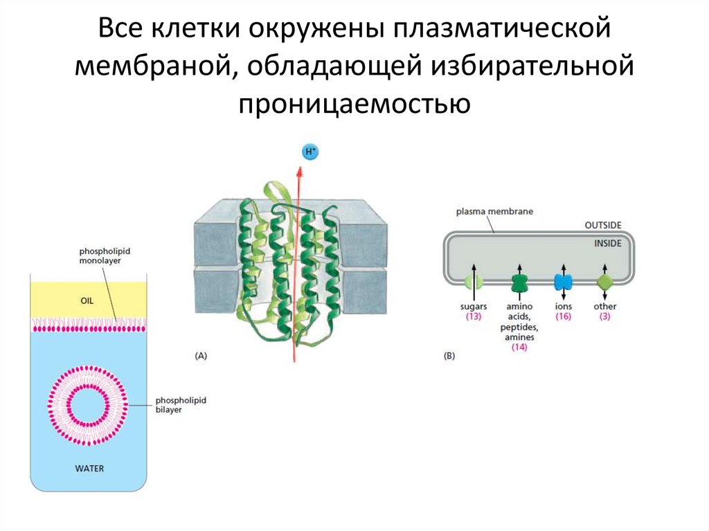 Изображенная на рисунке структура клетки обладающая полупроницаемостью представляет собой