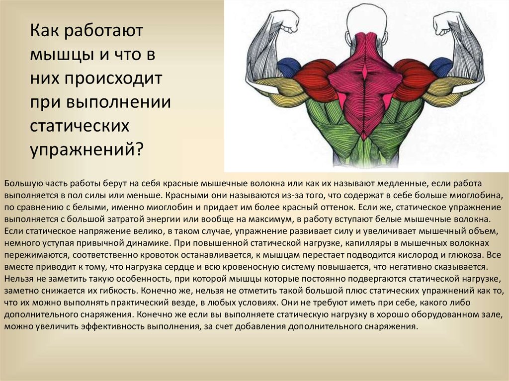 Как нагрузка влияет на развитие мышц. Как работают мышцы. Мышцы стабилизаторы. Статическая тренировка мышц. Статическая нагрузка на мышцы.