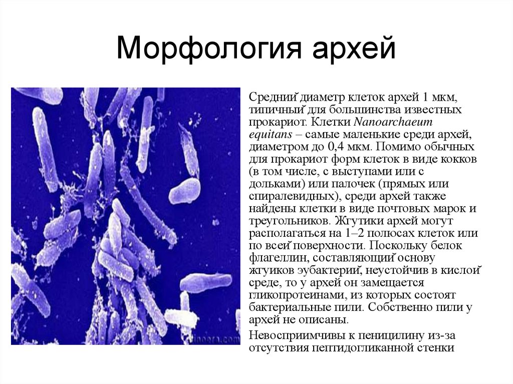 Археи. Археи микробиология. Архебактерии морфология. Клетка археи. Бактерии и археи.