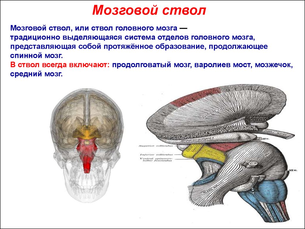 Ствол головного мозга включает отдел. Структуры, составляющие ствол мозга.. Топография ствола головного мозга. Ствол мозга средний мозг строение. Основные структуры ствола головного мозга.