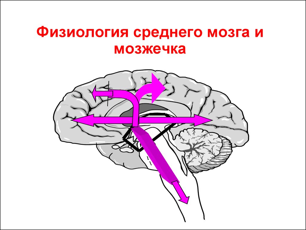 Мозжечок физиология. Средний мозг строение и функции физиология. Функции среднего мозга физиология. Структуры среднего мозга физиология. Анатомия и физиология среднего мозга.