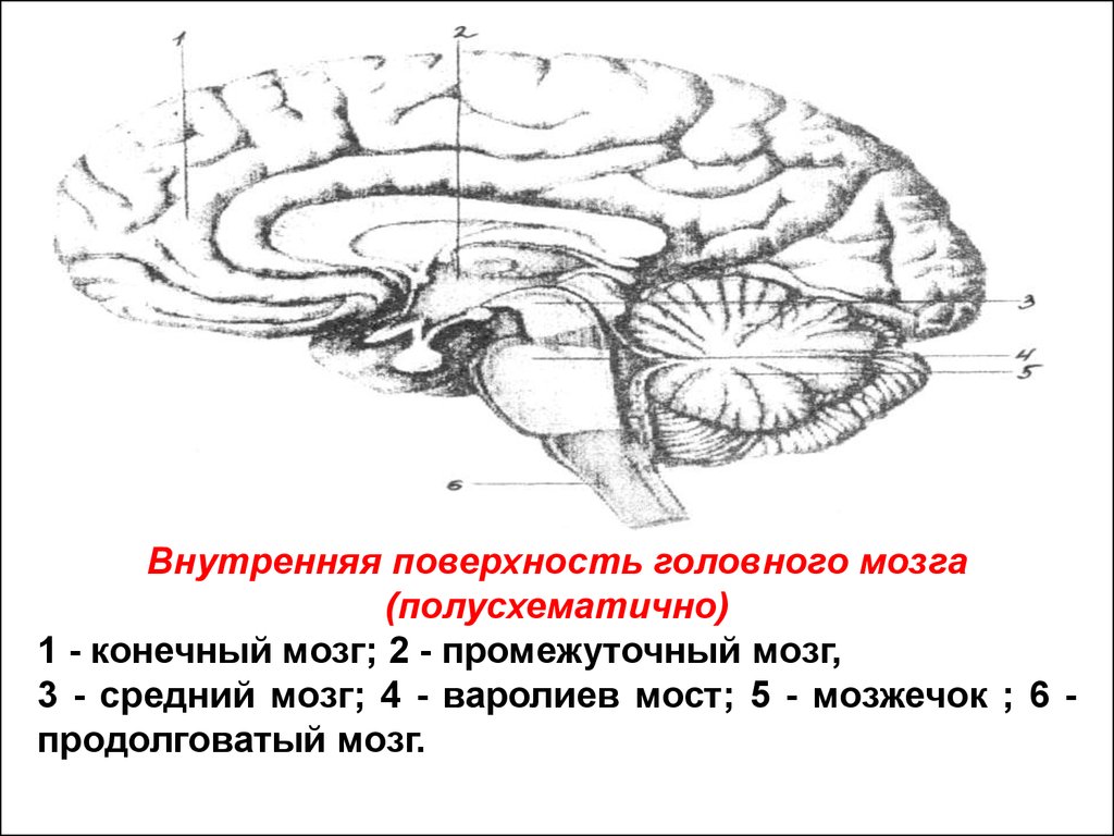 Складчатая поверхность головного мозга. Медиальная поверхность головного мозга. Мозжечок мозг функции. Конечный промежуточный средний мозг. Внутренняя поверхность головного мозга.