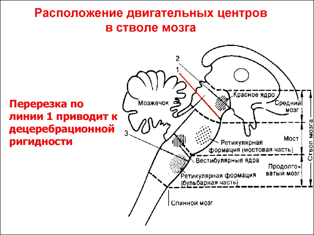 Мозжечок центры рефлексов. Двигательные центры ствола мозга физиология. Двигательные центры продолговатого мозга. Ствол мозга схема. Перерезка ствола мозга продолговатый и средний.