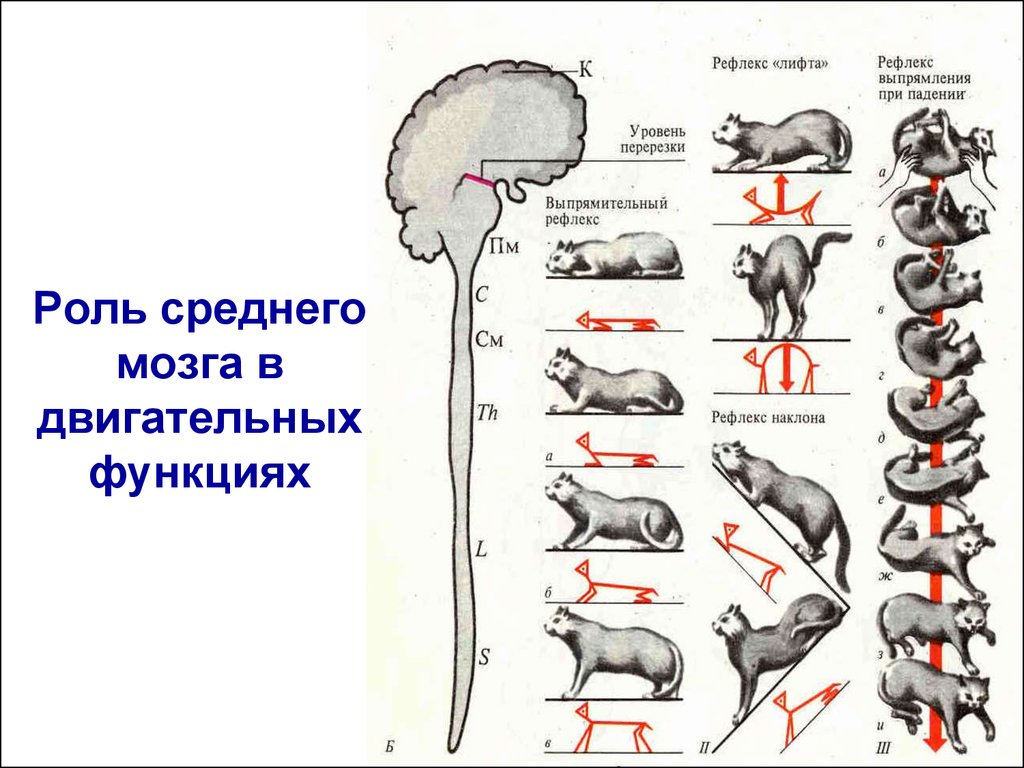 Рефлексы продолговатого мозга. Рефлексы животных. Рефлексы среднего мозга у человека. Рефлексы среднего мозга физиология. Рефлекс выпрямления.