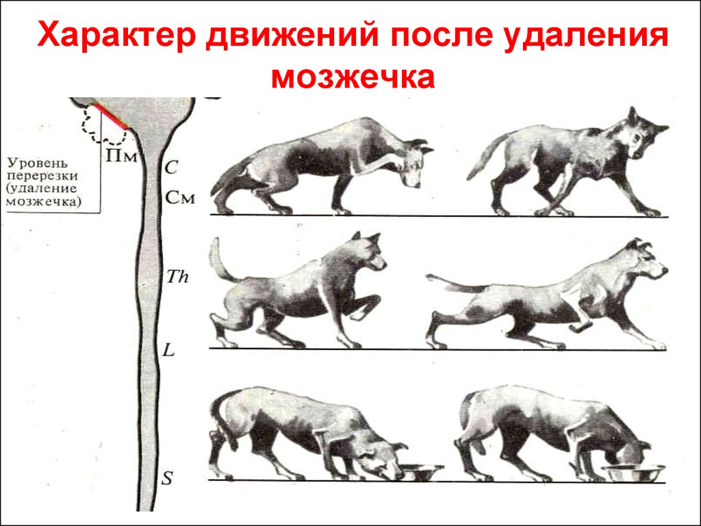 Движения после. Характер движений после удаления мозжечка. Последствия удаления мозжечка. Нарушения при удалении мозжечка. Последствия нарушения функции мозжечка..