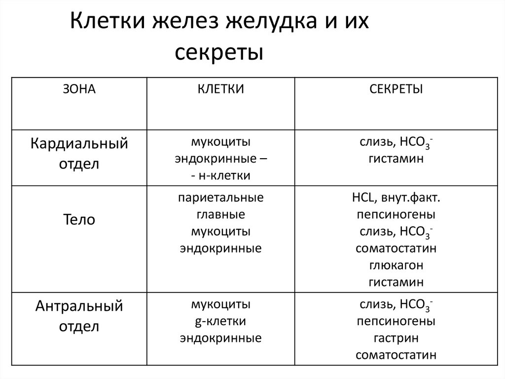 Желудок какая железа. Железы желудка типы клеток функции. Функциональная характеристика клеток желез желудка. Железы желудка таблица. Клеточный состав желудка.