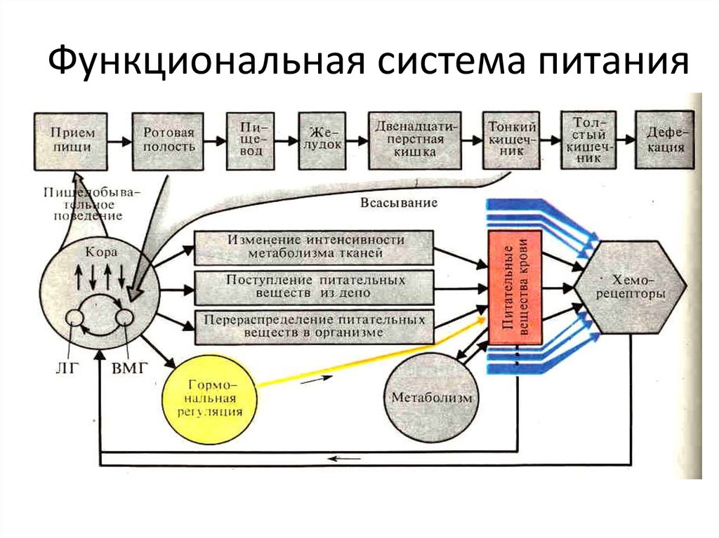 Функциональный адрес. Схема функциональной системы питания звенья. Функциональная система питания физиология. Функциональная система пищеварения системы. Нарисуйте схему функциональной системы питания..