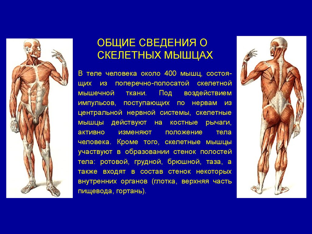 Движение мышц человека. Презентация на тему мышцы. Информация о мышцах. Мышцы человека информация. Общие данные о мышцах.