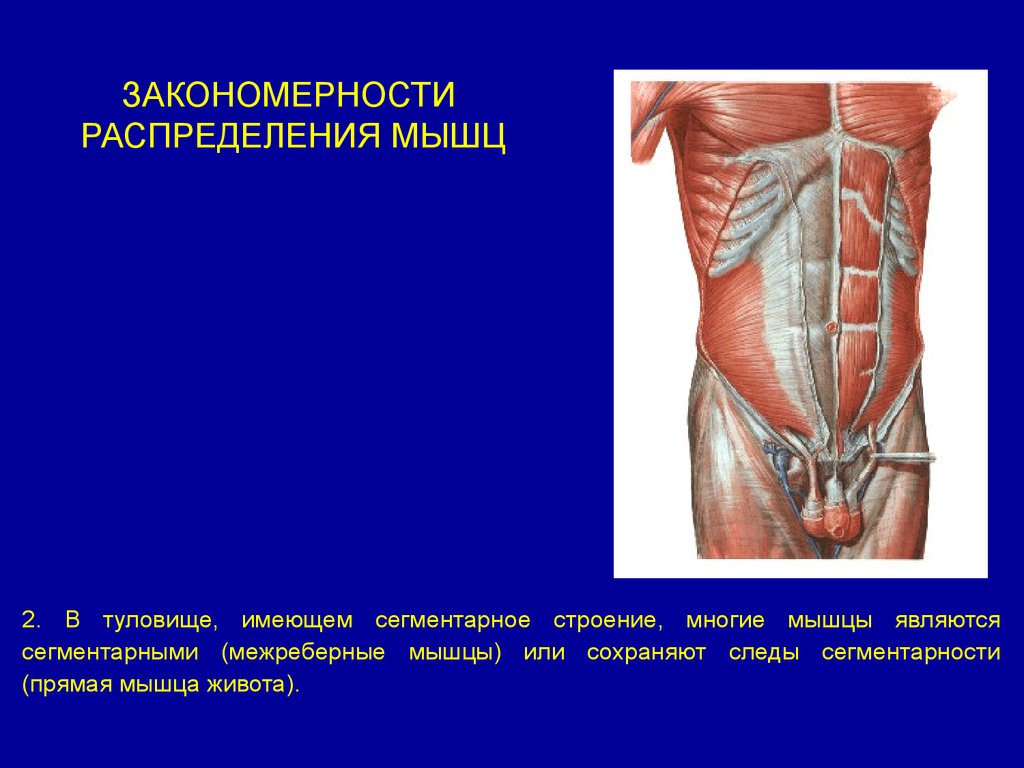 Мышцы являются. Закономерности распределения мышц. Мышцы живота. Межреберные мышцы живота. Закономерности распределения мышц в теле человека.