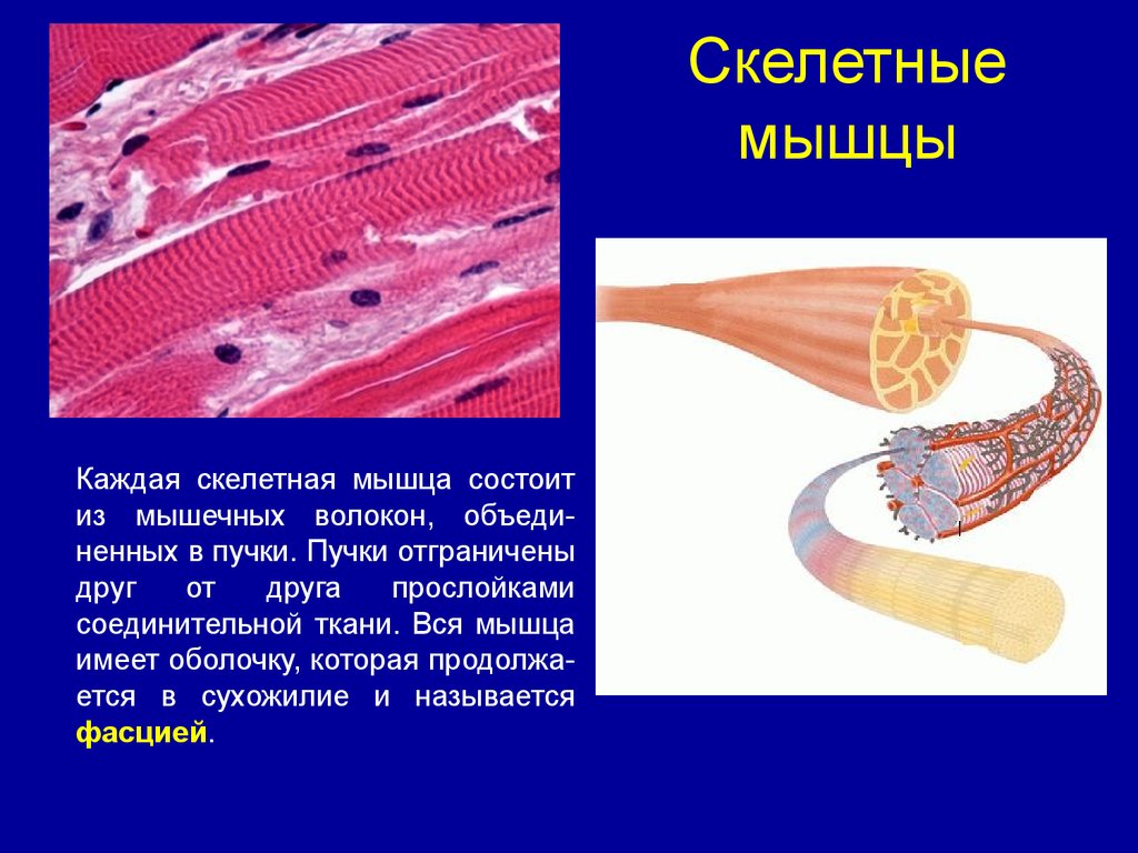 Изображение скелетных мышц