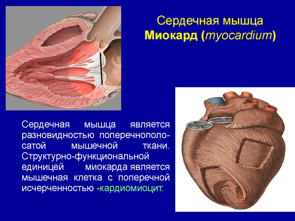 Миокард латынь. Сердечная мышца миокард. Сердечная мышца представляет собой.