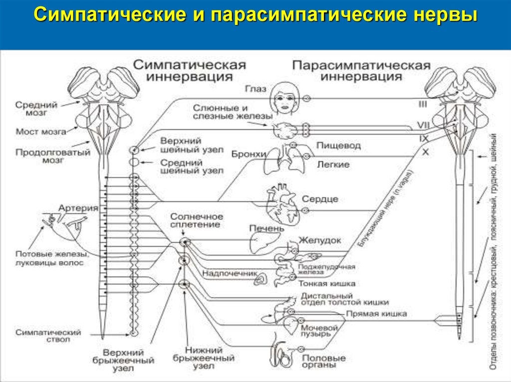 Ядра симпатического отдела. Схема строения парасимпатической нервной системы. Парасимпатическая система и симпатическая система.