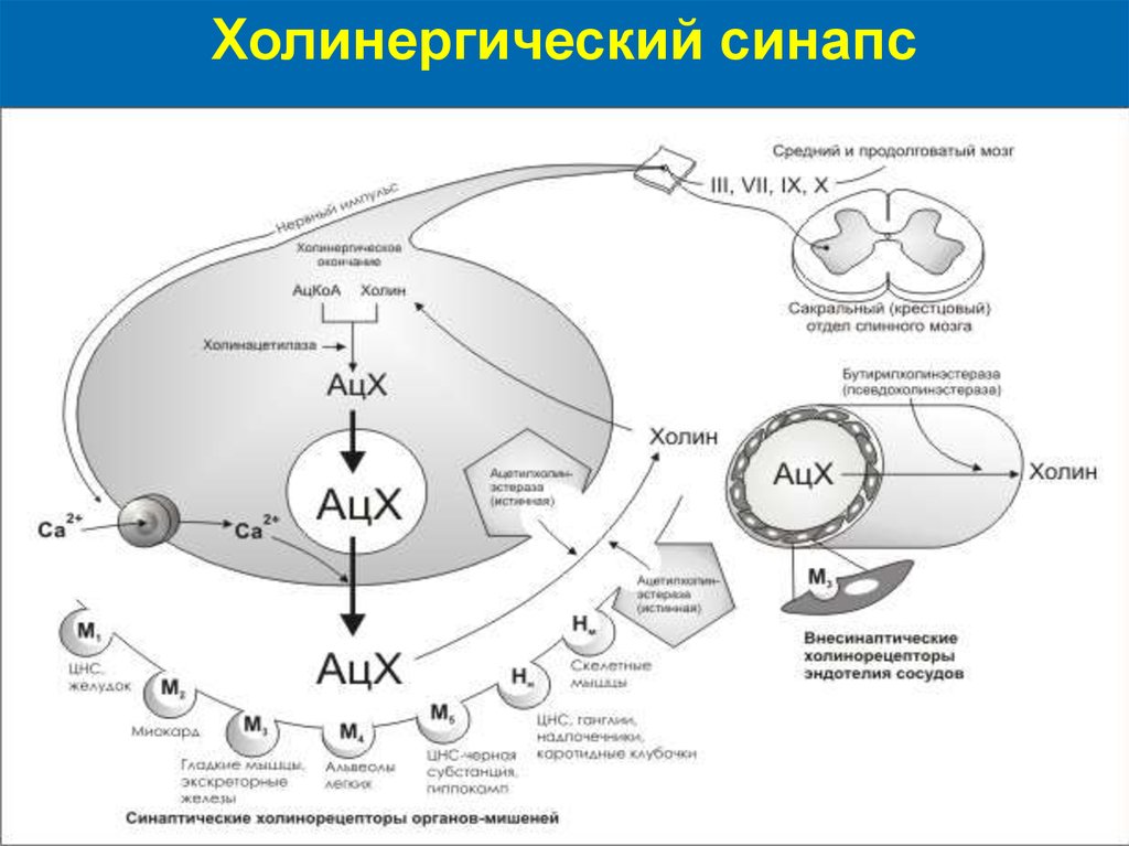 Схема холинергического синапса