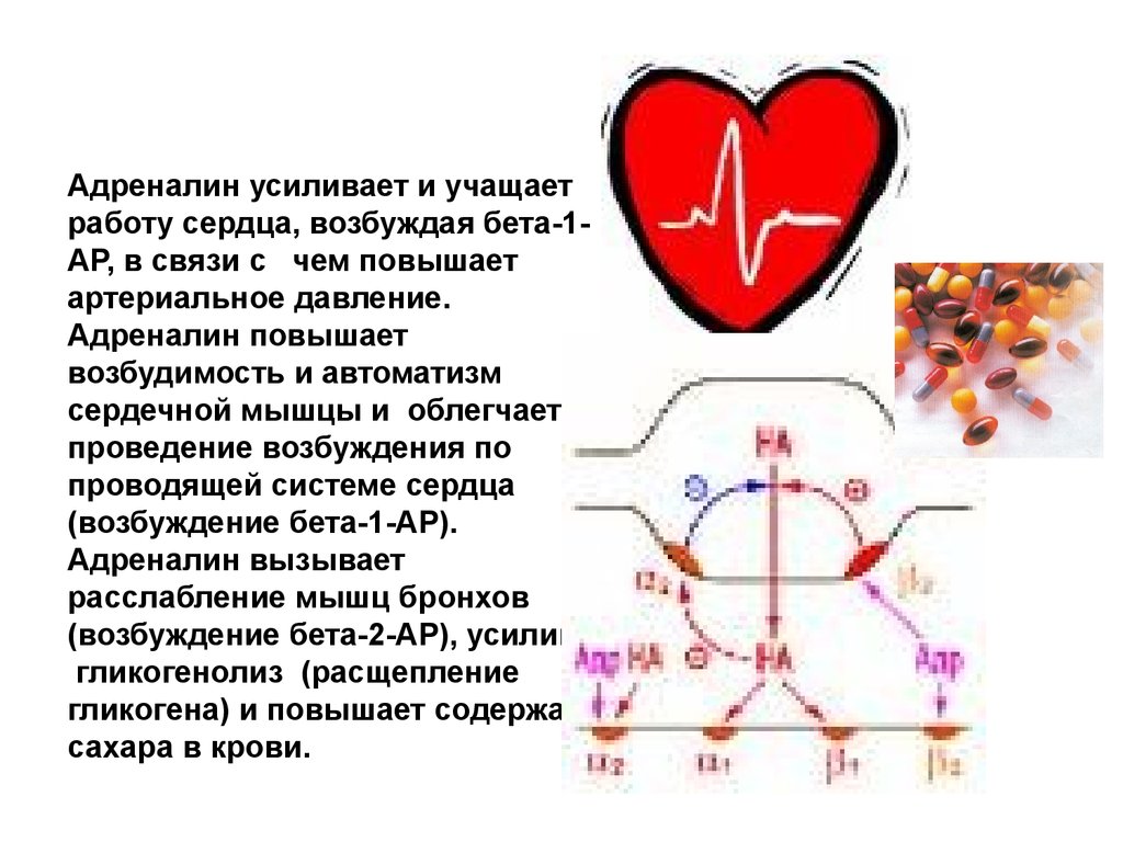 Сокращение мышц и работа сердца. Влияние адреналина на сердце. Адреналин деятельность на сердце. Усиливает и учащает сокращение сердца.
