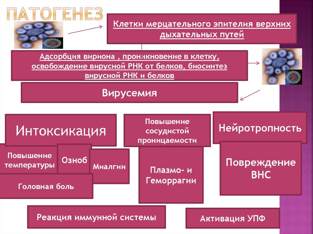 Патогенез гриппа схема