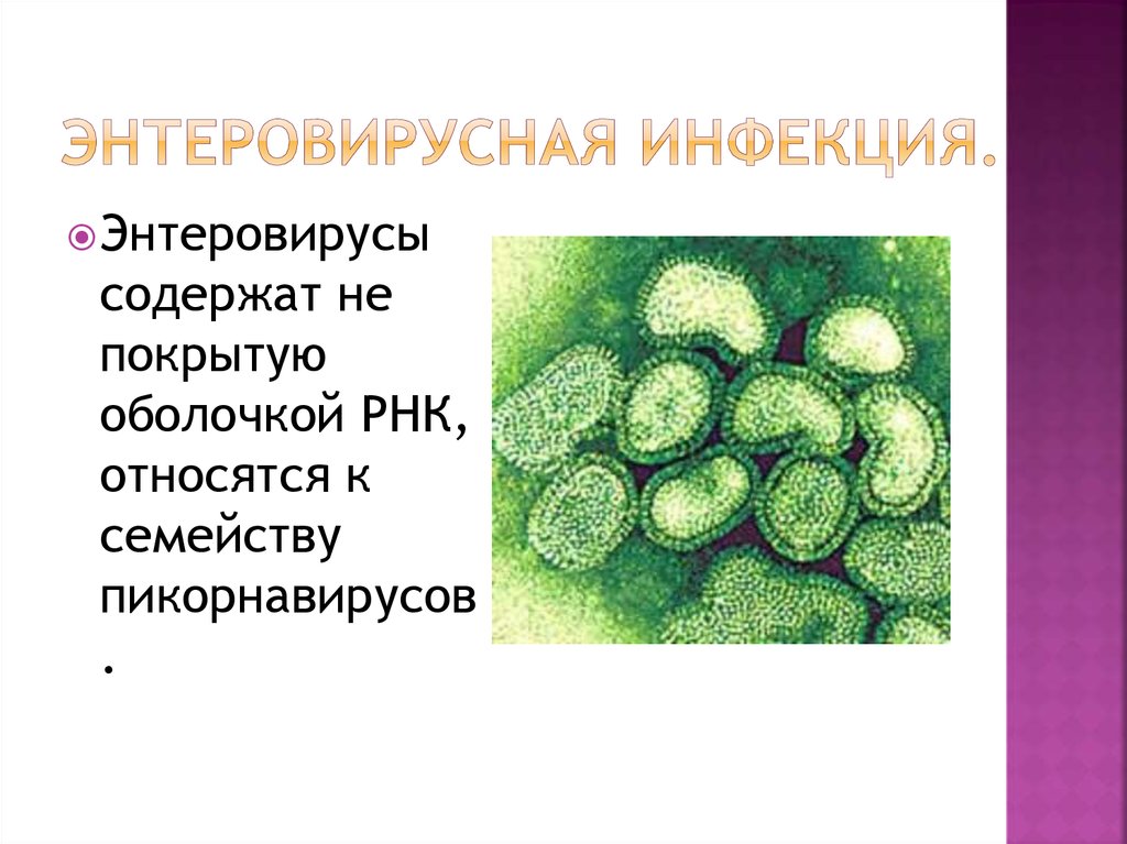 Заболевания энтеровирусной инфекции. Патогенез энтеровирусной инфекции сыпь. Энтеровирус этиология. Везикулярный энтеровирус. Этиотропная терапия энтеровирусной инфекции.