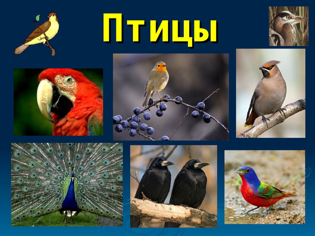 Птицы примеры. Птицы презентация. Многообразие птиц. Видовое разнообразие птиц. Группа животных птицы.
