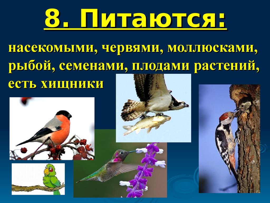 Разнообразие птиц презентация. Птицы для презентации. Многообразие птиц. Птицы слайд. Слайды для презентации с птицами.