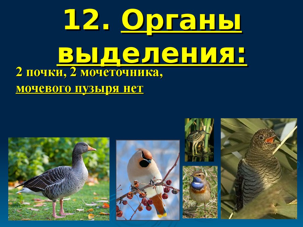 Многообразие птиц 8 класс