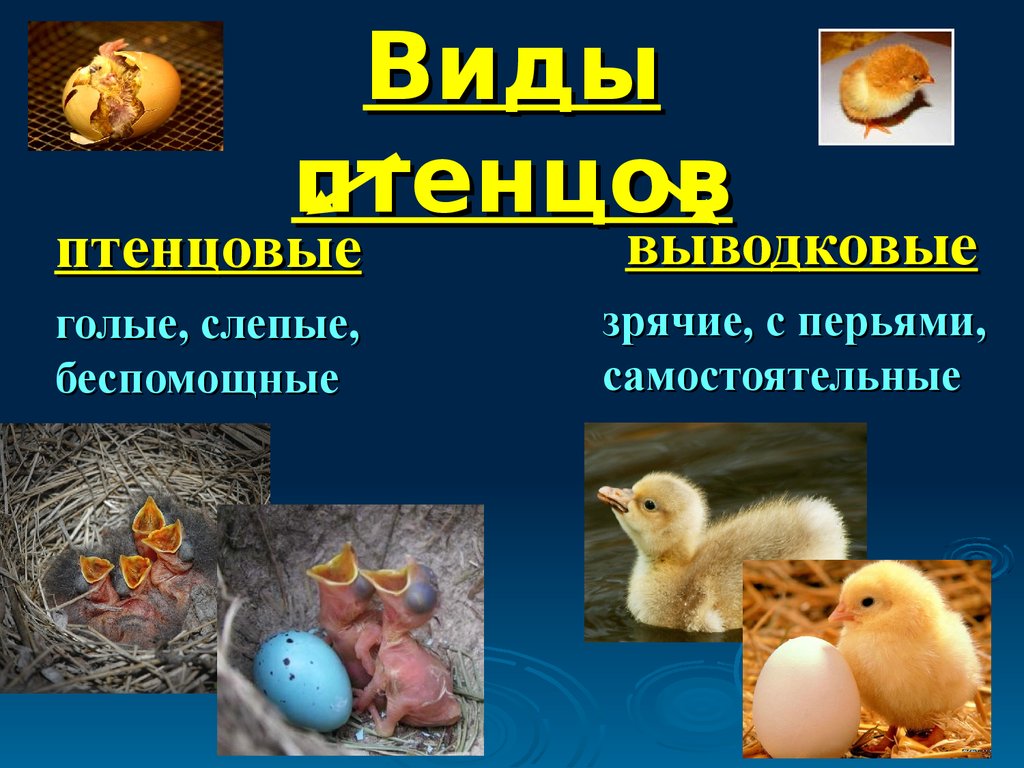 Определите тип развития птенцов. Выводковые и птенцовые. Птенцы выводковые и птенцовые. Типы развития птенцов. Птенцы выводковые и гнездовые.