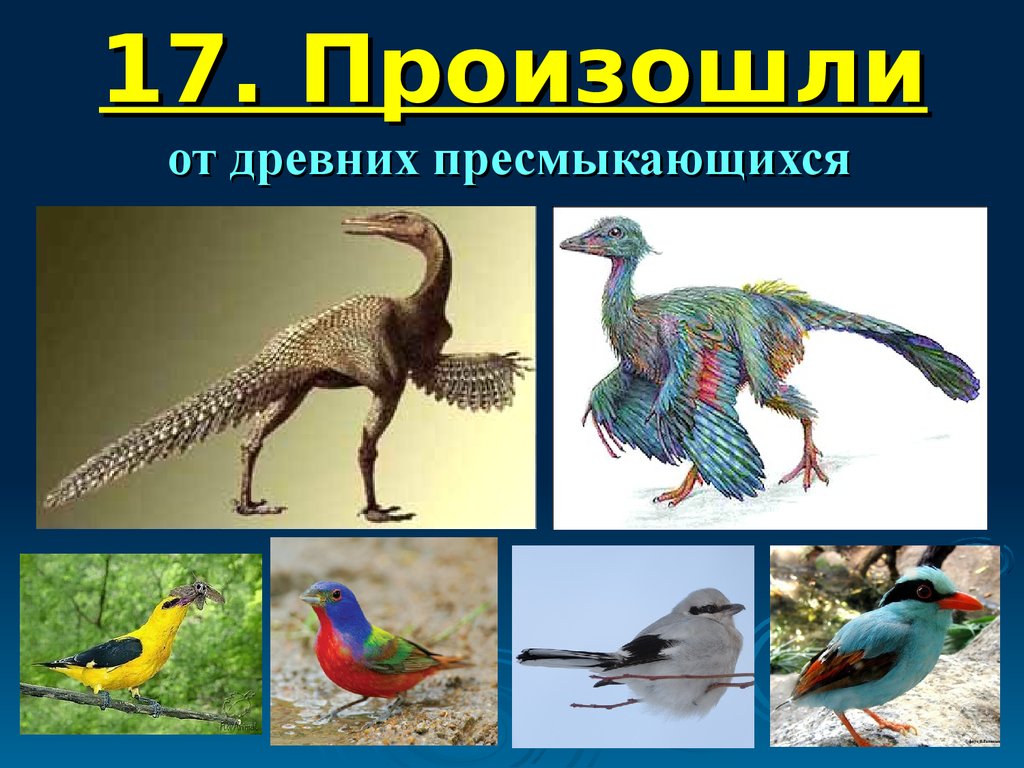 Разнообразие птиц презентация. Многообразие птиц. Древние птицы. Древние птицы названия. Разнообразие птиц картинки.